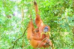 宿舎ドネシアの世界承継グヌン・レウセル国立公園の猩猩